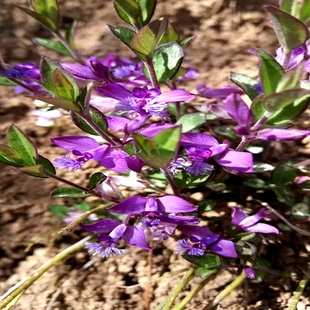 远志 满50 瓜子金 苗 包邮 小型桌面时令草本花卉绿植盆地栽耐寒阴