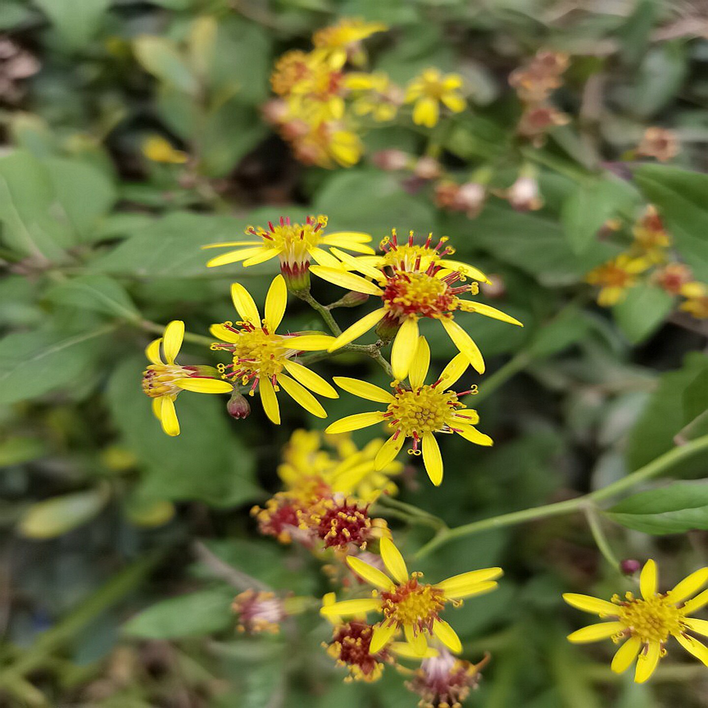 50包邮 千里光 木棉多年生秋季时令草本花卉趣味观赏易活耐寒大苗