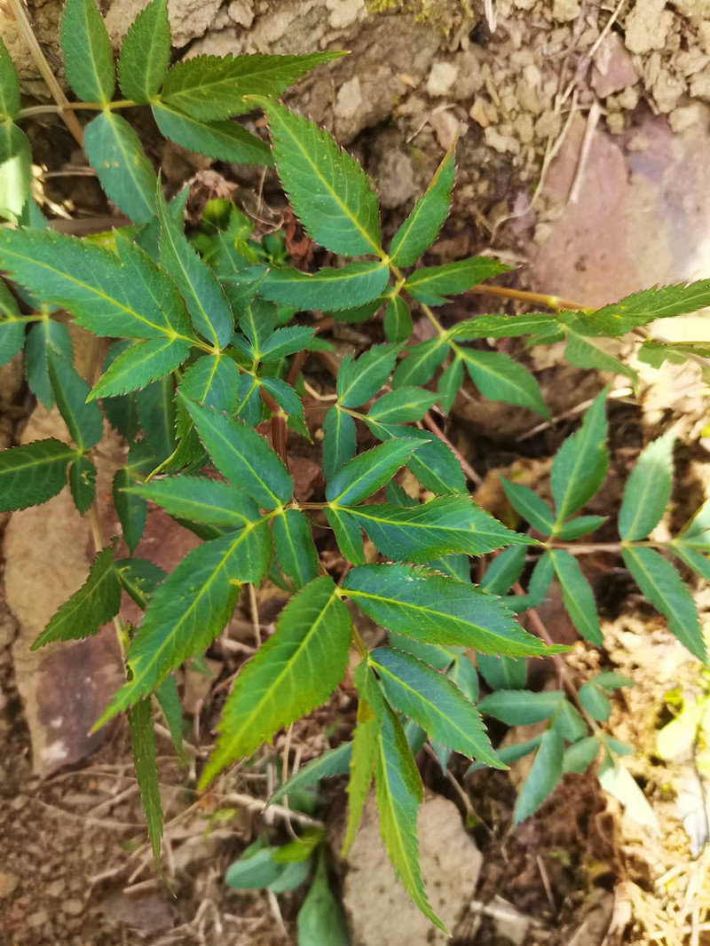 羌活植物图片大全大图图片