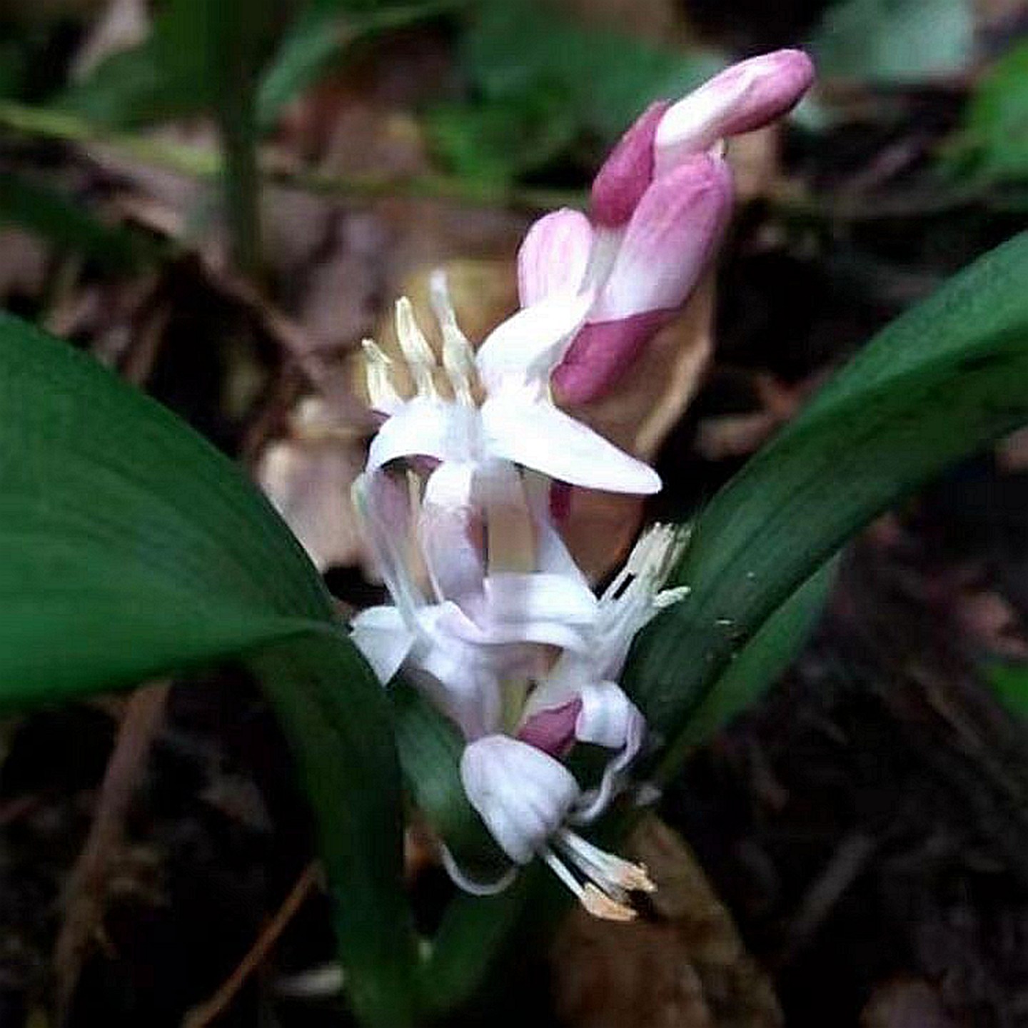 满50包邮 吉祥草 幸运草万年青常绿园林地被植物时令草本花卉大苗