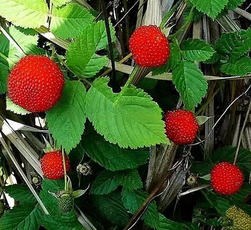 果树小型耐寒南北方阳台庭院趣味