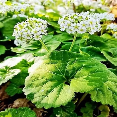 莲叶点地梅耐寒喜阴湿小型花卉