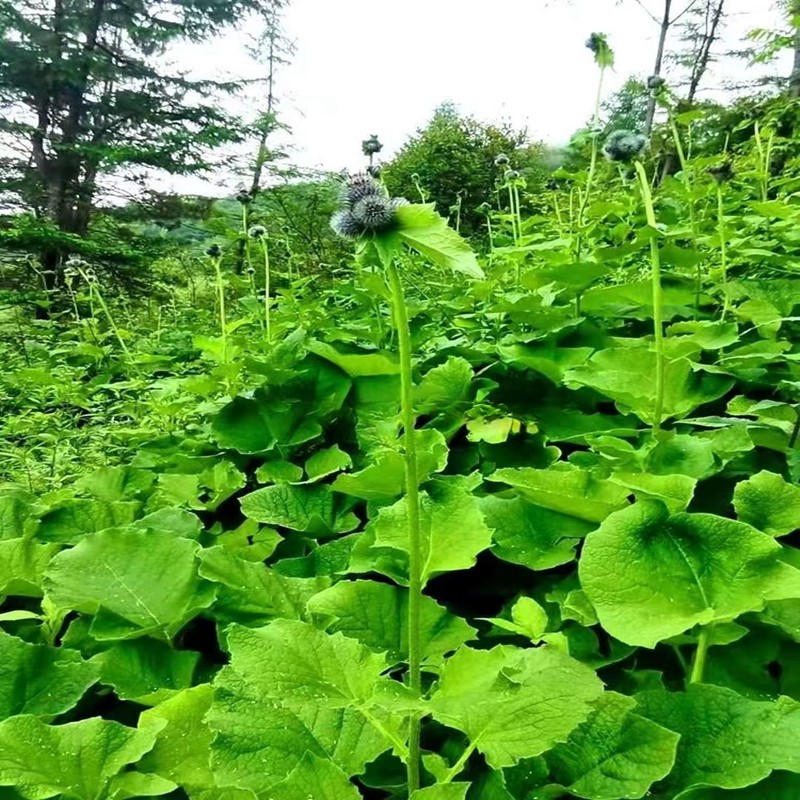 云木香 广木香 药用绿植物南北方庭院窗阳台地盆栽耐寒多年生草本
