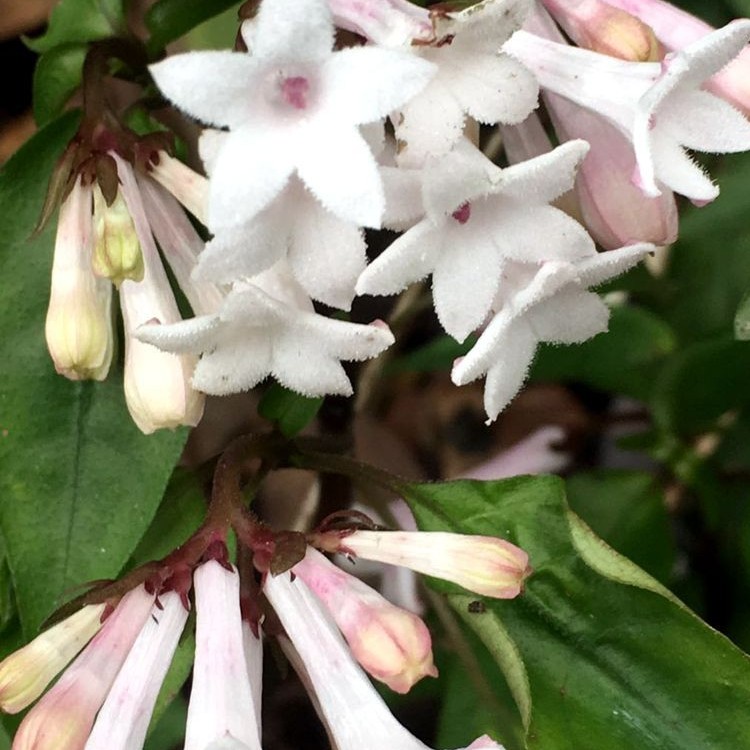 满50包邮 蛇根草 茜草科 匍匐生长喜阴庭院室内小型时令草本花卉