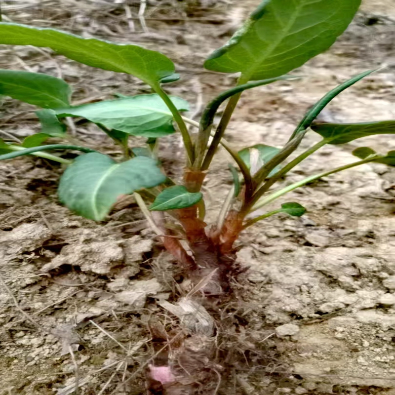 满50包邮 中华抱茎蓼 蓼科 多年生落叶草本 喜半阴湿润环境耐寒