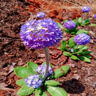 球花报春 报春花苗 多年生落叶观赏新奇小型花卉喜阴湿耐寒庭院栽
