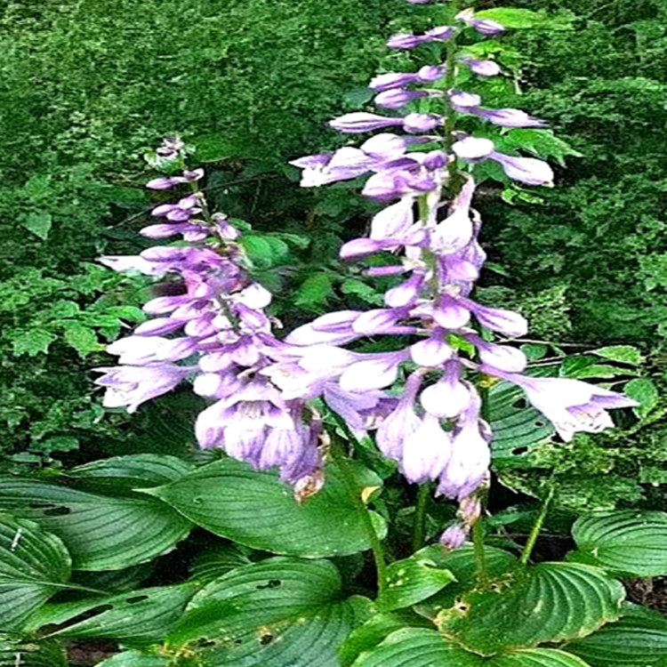 满50包邮 紫玉簪 白玉簪 时令草本花卉庭院观赏工程绿化绿植易活