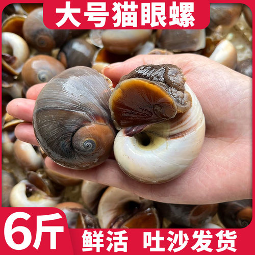 6斤猫眼螺鲜活大号香螺吐沙发货