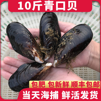 10斤青口贝海虹鲜活发货