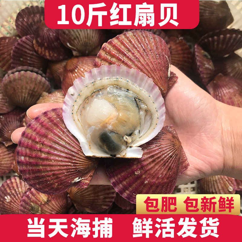 扇贝鲜活特大新鲜港湾贝红贝夏夷贝栉孔扇贝带壳海鲜水产鲜活贝类