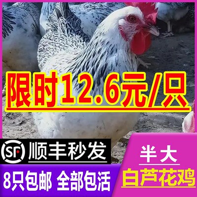 小鸡活苗绿壳蛋白芦花鸡苗包活