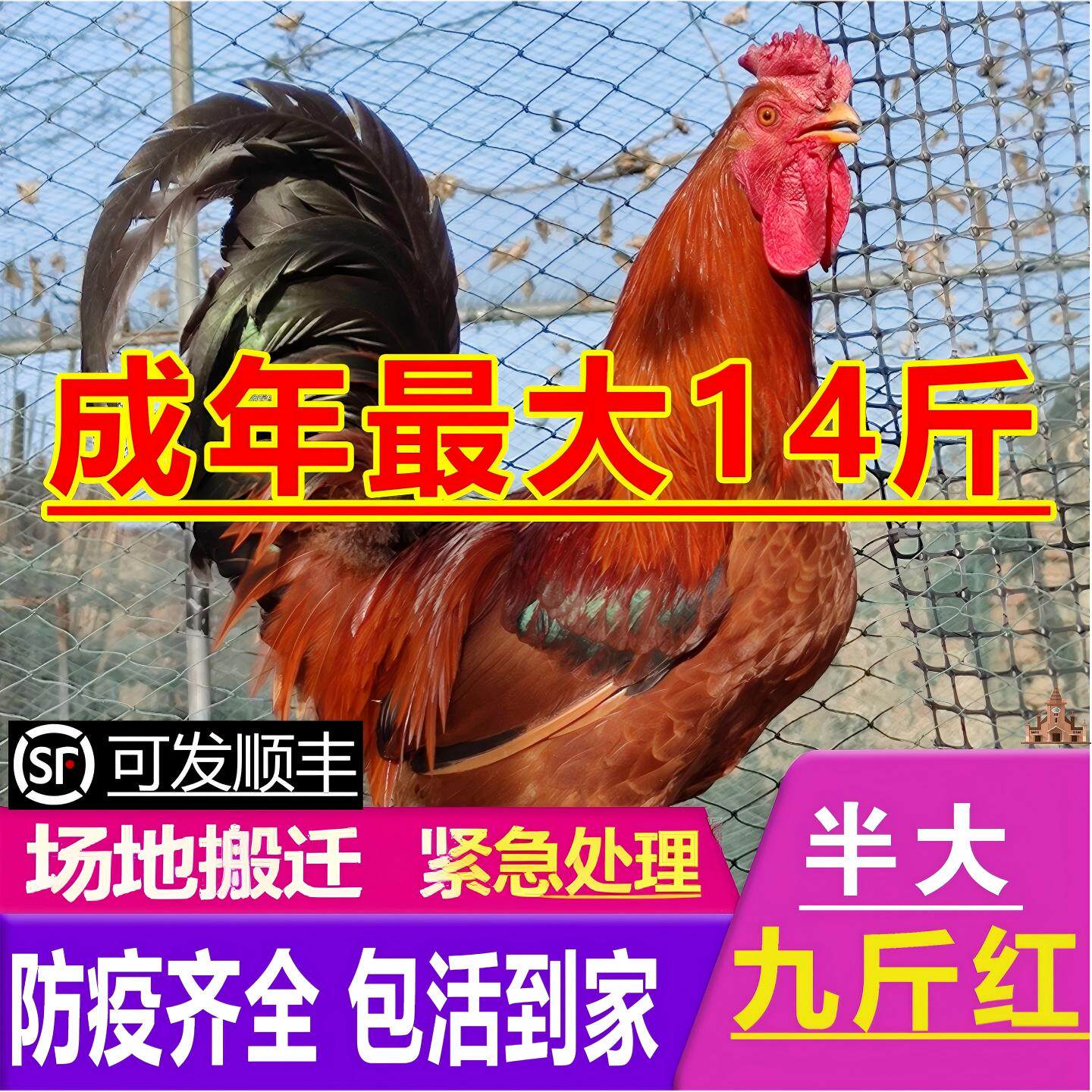 一斤半斤左右巨型公鸡苗公鸡活苗九斤黄九斤红鸡活苗红玉380鸡苗