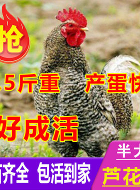 正宗散养芦花鸡活苗一斤半斤左右芦花鸡苗黑白绿壳蛋小鸡活苗