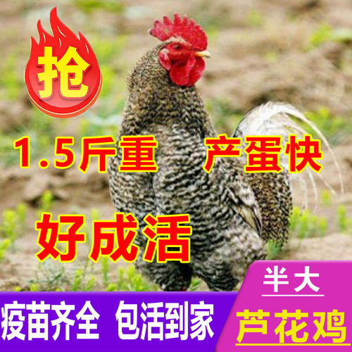 正宗散养芦花鸡活苗一斤半斤左右芦花鸡苗黑白绿壳蛋小鸡活苗