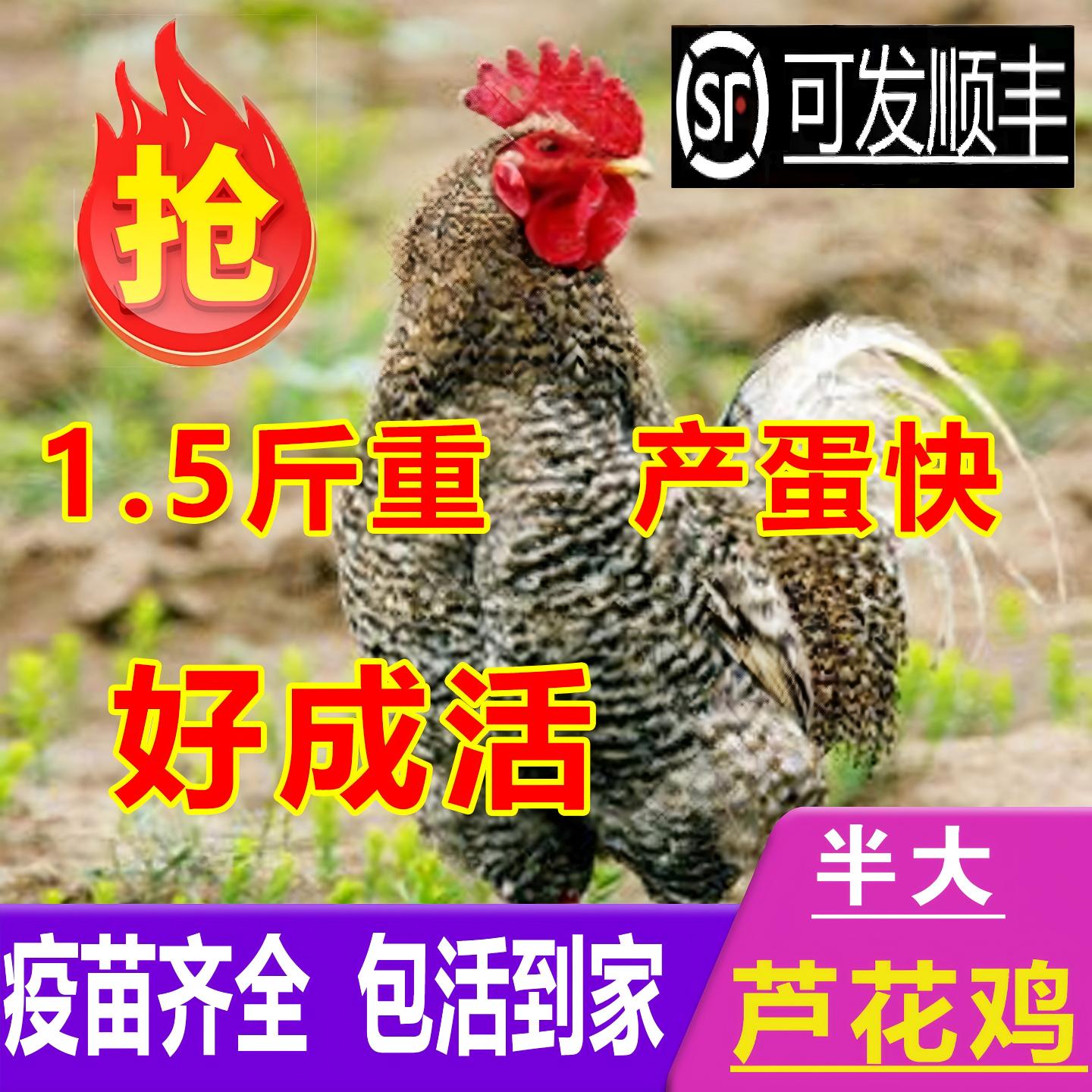 正宗散养芦花鸡活苗一斤半斤左右芦花鸡苗黑白绿壳蛋小鸡活苗