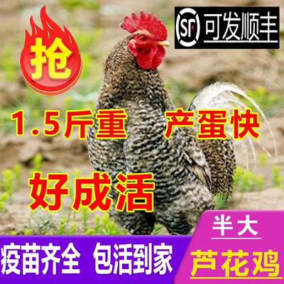 正宗散养芦花鸡活苗一斤半斤左右芦花鸡苗黑白绿壳蛋小鸡活苗