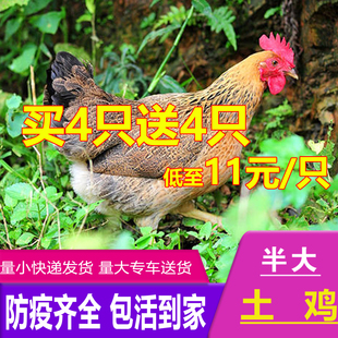 半斤一斤左右土鸡苗纯种华北土鸡苗草鸡土鸡活苗产蛋王半大鸡柴鸡