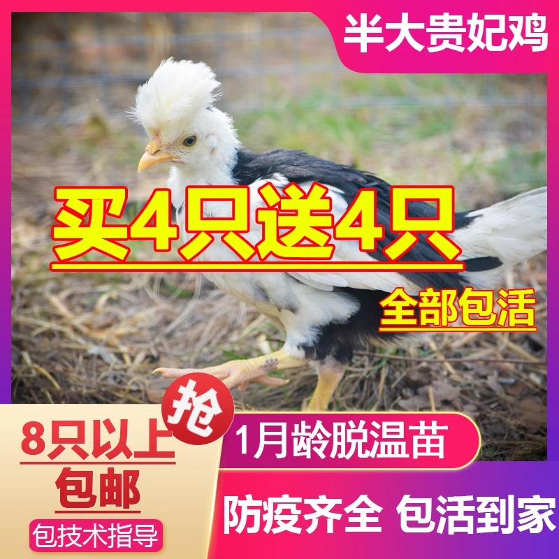 小鸡活苗贵妃鸡苗贵妃鸡活苗半大鸡脱温苗贵妇鸡快递包活到家