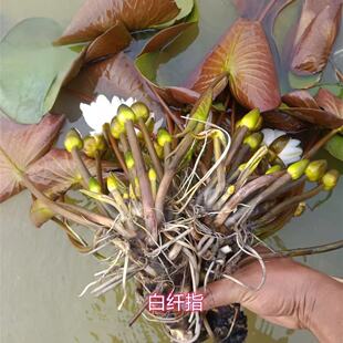 白纤指 莲花种茎变色白色睡莲根块水生植物花卉庭院别墅花园水池