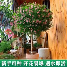 小木槿棒棒糖花苗盆栽室内阳台庭院耐热耐寒花卉植物老桩四季开花