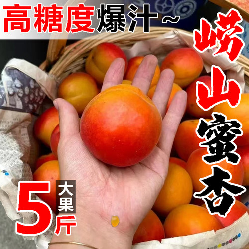 山东青岛崂山蜜杏二号2新鲜水果5斤红杏子非新疆小红白杏子大黄杏