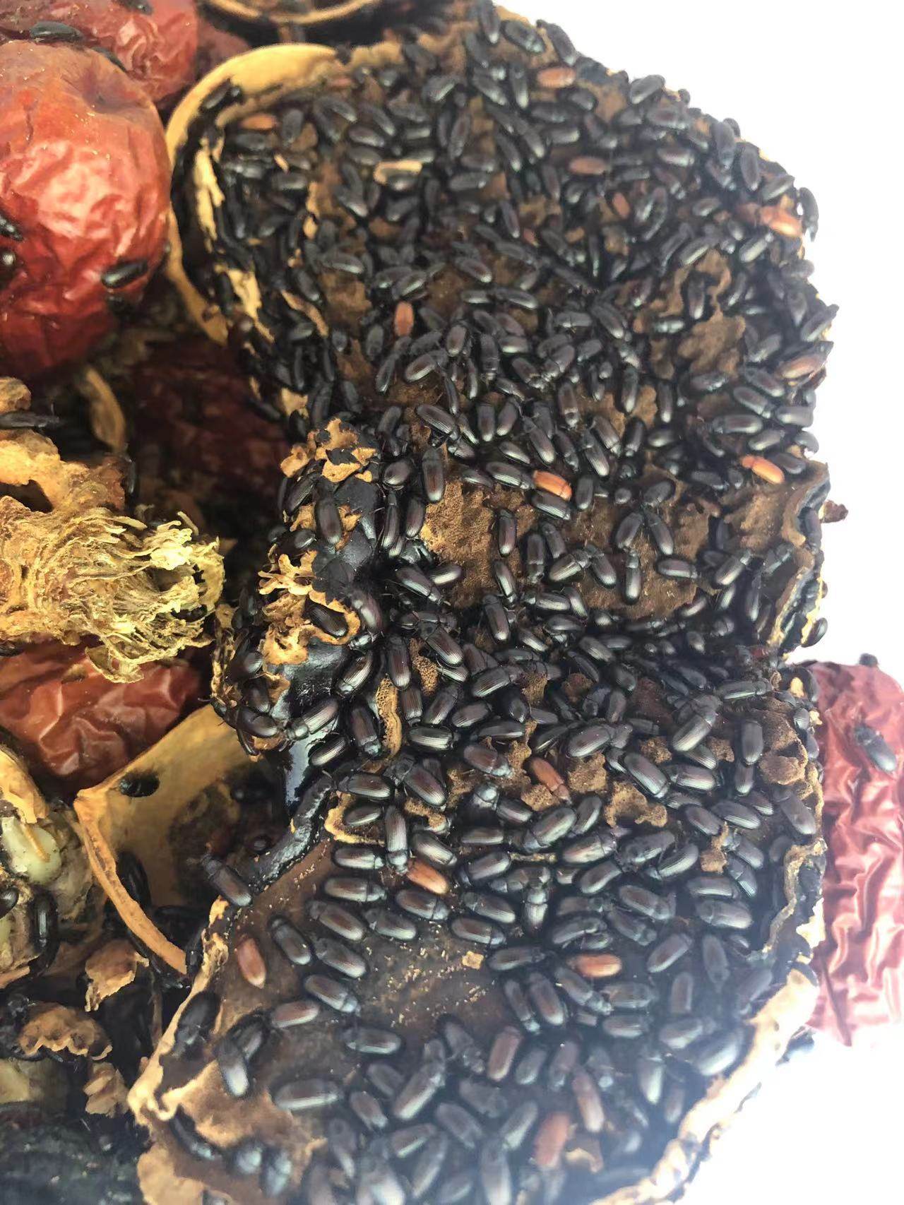 正宗九龙虫 九龙虫活体 长寿虫 洋虫 宠物虫 长命虫自家养殖包活