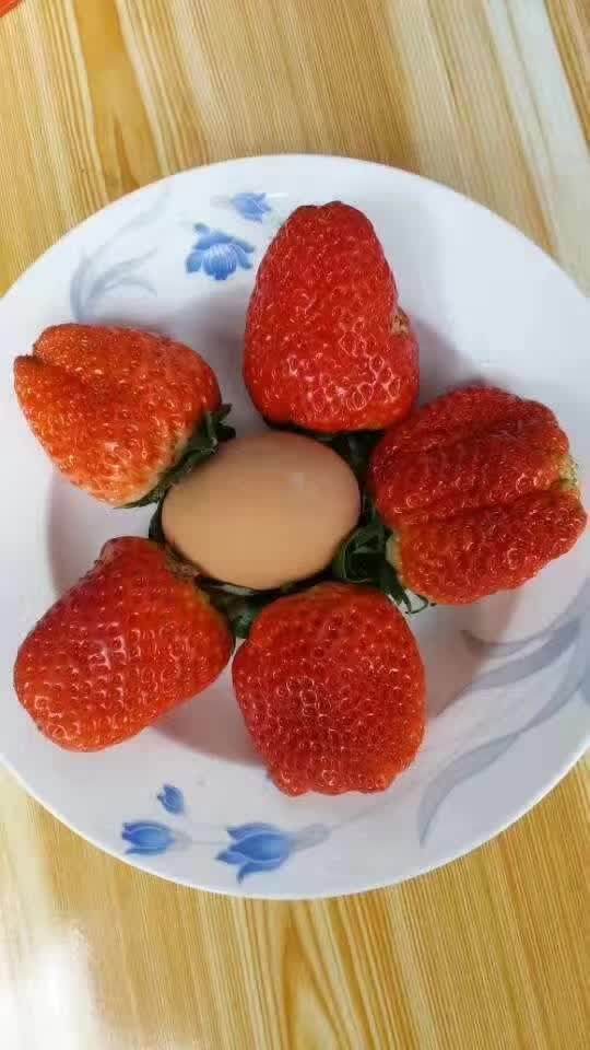 北京花园园艺 多季太空草莓 春季结果结到6月 易种植味酸甜可口