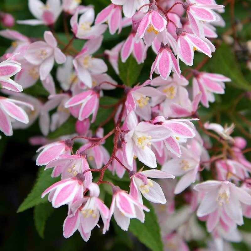 夏樱花 粉花溲疏盆栽 花开成堆香气芬芳易养护微型矮开花生大香
