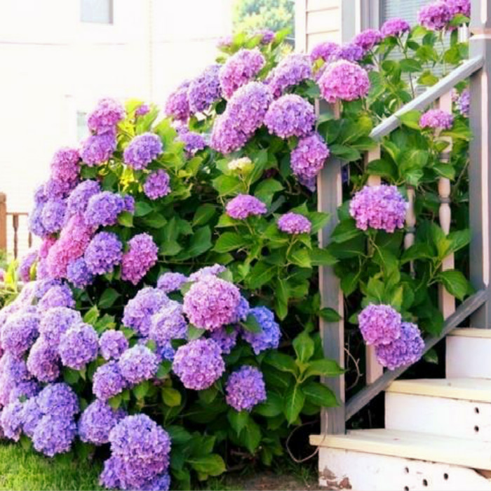 北京花园园艺 无尽夏易变品种多头八仙花盆栽庭院阳台植物