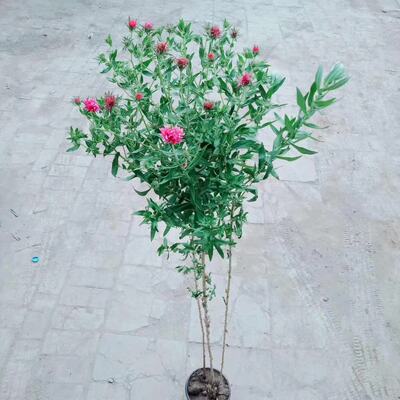 北京园艺菊花树状菊花多年生紫菀