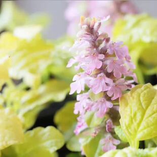 日本金叶筋骨草 黄金灯多年生宿根花卉 春季叶色金黄色开粉红花