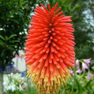 火炬花 新款庭院分株苗 多年生宿根 可切花盆栽花境美化寒 耐热