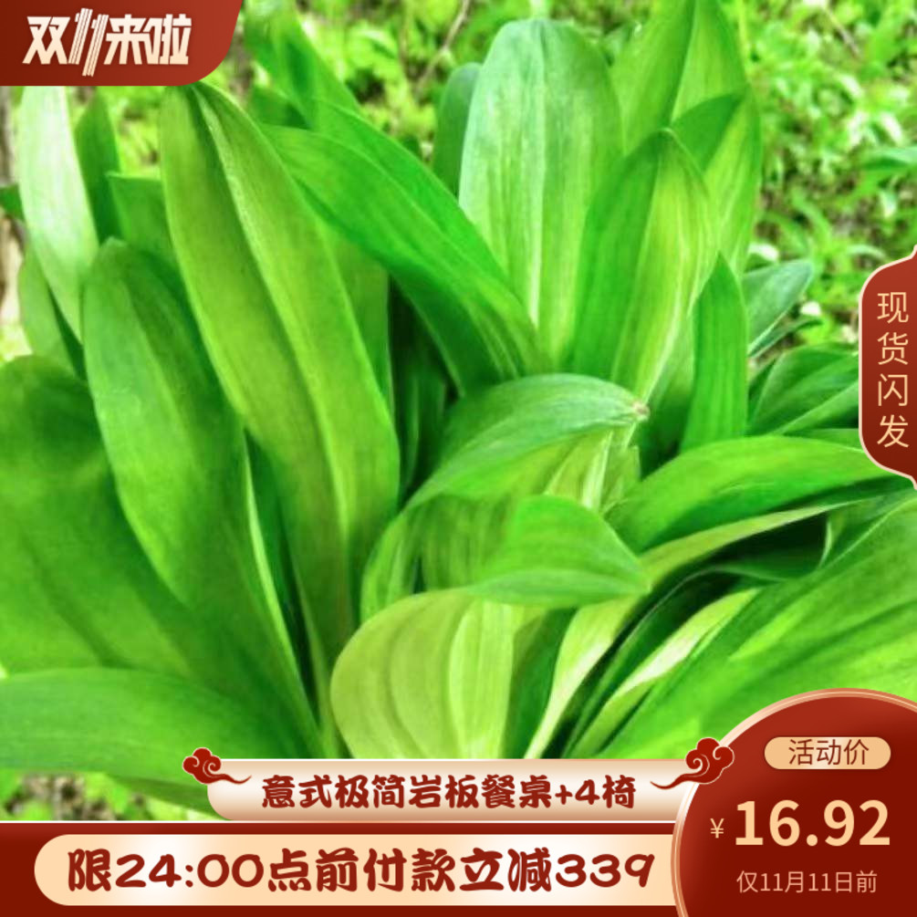 茗荑菜 玉簪叶韭根苗  春夏秋反复采摘叶似韭菜割而