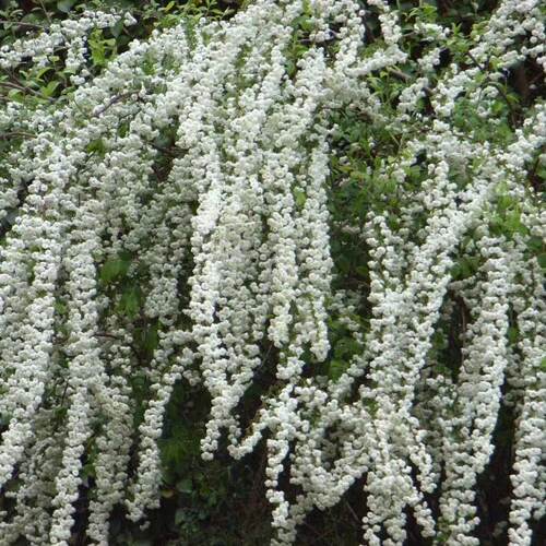 盆栽花色洁白北京花园园艺
