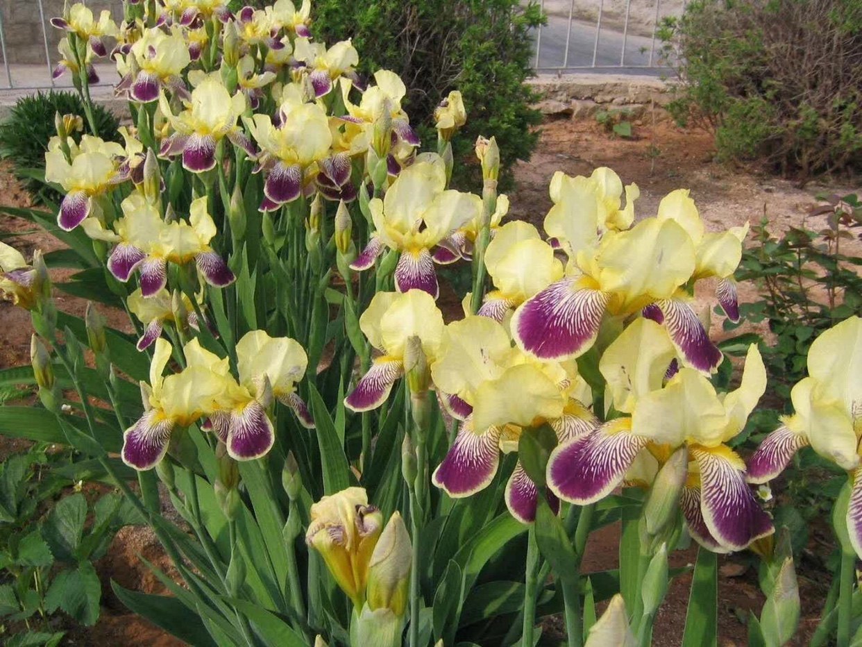 德国双色黄鹤鸢尾  春季开花 盆栽地栽均可耐寒耐高温易种植绿色