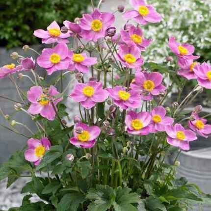 秋牡丹 耐阳光耐半荫花期7至9月陆续开花园花境美化阳台盆栽观赏