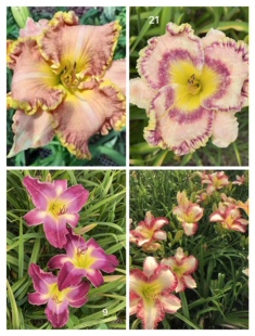 常绿大花萱草6色 南方或零度以上地区四季常绿