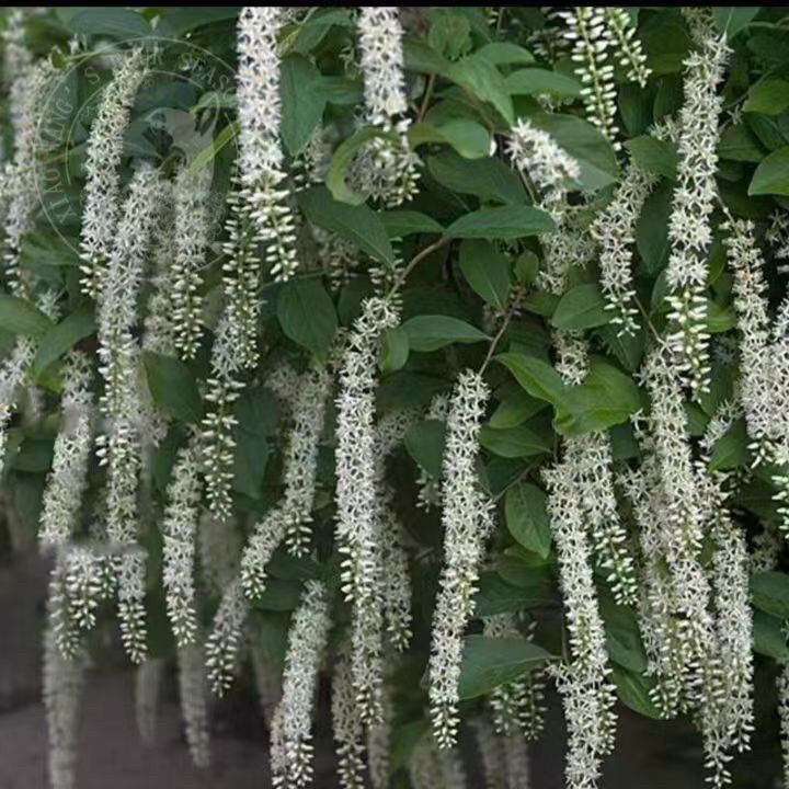 荷兰鼠刺 春天开白色至浅黄色穗状花序飘逸下垂芬芳秋叶片变紫红