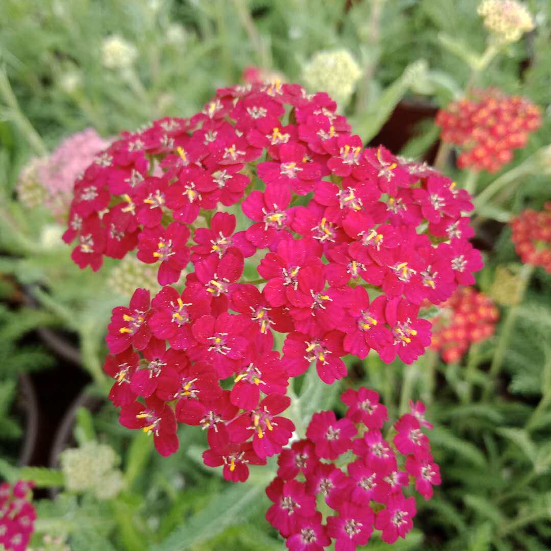 北京花园园艺 变色西洋蓍草胜芳盆栽花期5到10月 庭院美化