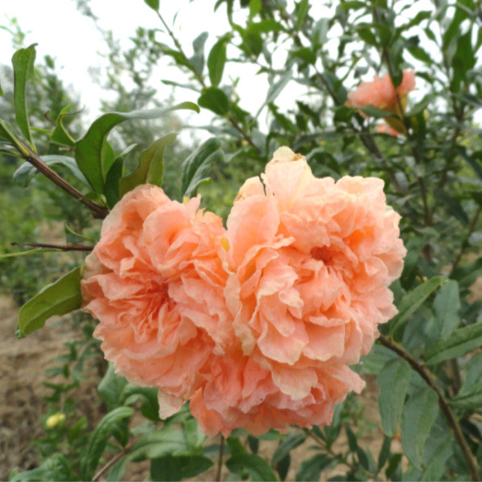 北京新款秋季花园园艺 牡丹仙子石榴花期长果实大味香甜 庭院种植