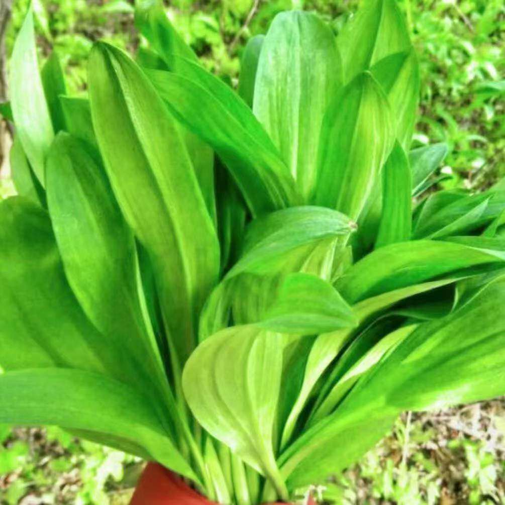 茗荑菜 玉簪叶韭根苗  春夏秋反复采摘叶似韭菜割而复生耐热耐寒