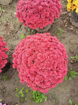 球菊 18口径盆栽现已长出花蕾 黄紫红三色