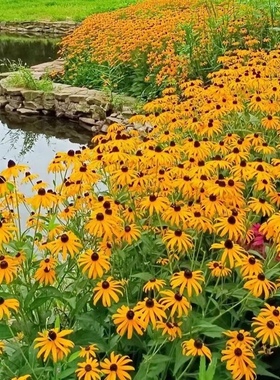 矮杆金光菊 多年生耐寒耐热花境植物 颜色棕红色过渡到边缘明黄色