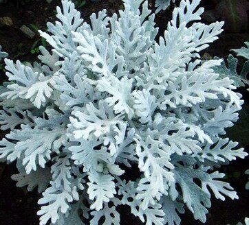 盆栽易种植庭院花境银叶菊