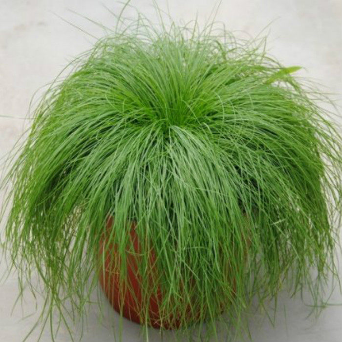 北京花园园艺 美丽发草 多年生盆栽草本花卉似人头发自然下垂飘逸