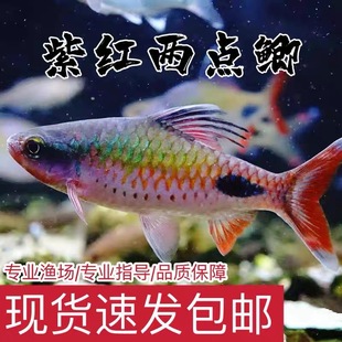 紫红两点鲫热带活体观赏鱼钻石彩虹鲫黑影道人温顺淡水草缸小型鱼