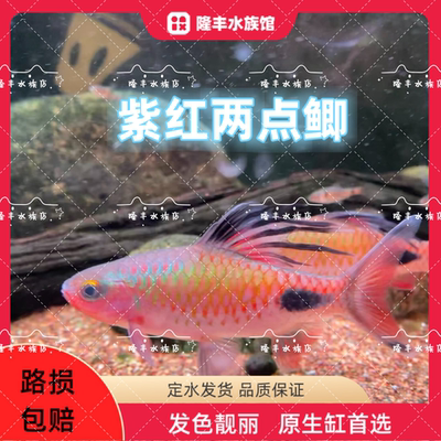 黑影道人鱼热带淡水鱼温顺好养