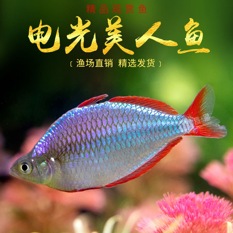 电光美人鱼石美人刚果美人鱼蓝美人电光球热带淡水草缸群游观赏鱼