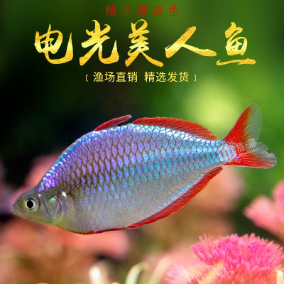 电光美人鱼好养耐活群游观赏鱼