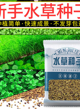 批发水草种籽碗莲种子水草泥微景观鱼缸造景活体真草水生水藻植物